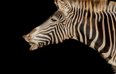 a zebra enjoying in its territory