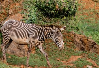 Fototapeta na wymiar a zebra enjoying in its territory