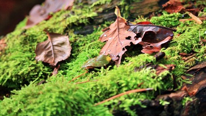 single leaf on a tree trunk in late autumn