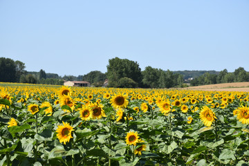 Obraz premium Field of sunflowers