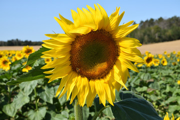 Sunflower
