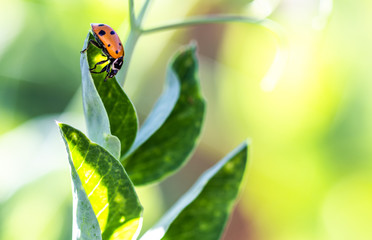 ladybug on a leaf