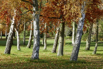Fototapeta premium Autumnal trees