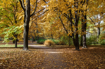 Autumn trees in Lazienki Park