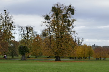 Mistletoe in tree