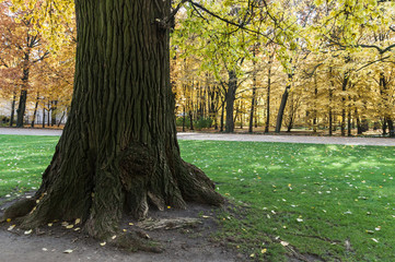 Autumn trees in Lazienki Park