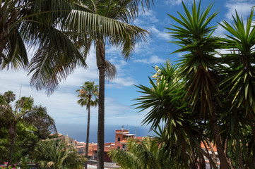 Fototapeta na wymiar Palms with sea on the background
