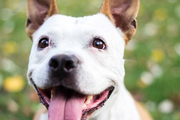 Portrait of a happy dog in the fall