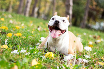 Portrait of a happy dog in the fall