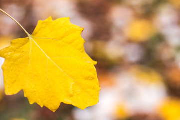 Autumn comes on glowing blurry background. City park bokeh background