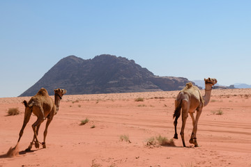 Camels running in the desert.