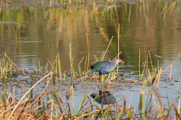 Purple gallinule wading
