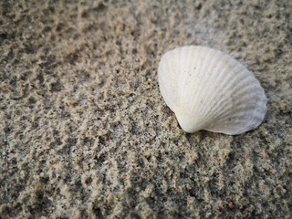 Sea shell at the beach