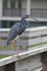 tricolored heron