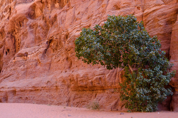 Tree in the ravine in Jordan.