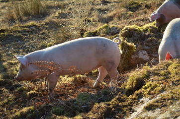 Norwegian pig outside a farm