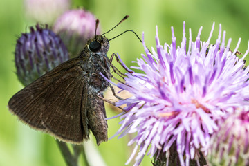 SKIPPER BUTTERFLY on flower