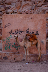 "Camel on the background of a wall.".