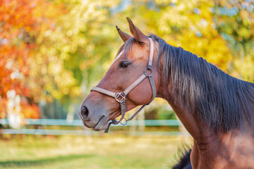 Beautiful graceful horse, closeup portrait close-up. Horse on the farm.