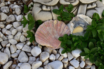 seashell among the garden peppermint