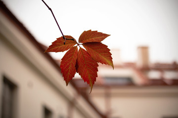 Obraz premium Red wild grape leaf on blurred building roof background