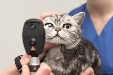 The cat is examined by the veterinarian. Vet lights up with the slit lamp in the eye of the pet.