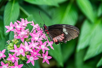 butterfly on flower