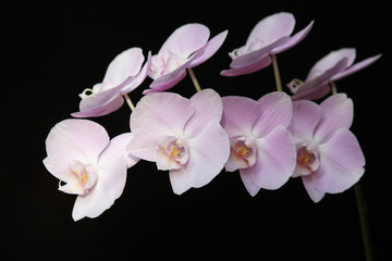 Naklejka na ściany i meble Pink orchid black background