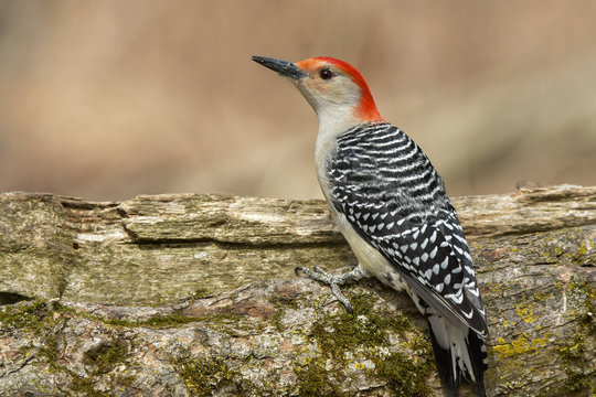 Red bellied woodpecker on stump