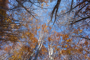 Foliage on the sky in autumn inside a birch forest