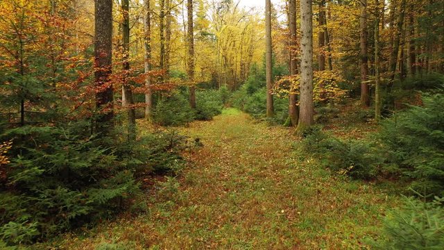 Magic colourful fall seasonal forest path. Flying forward through magic fairy tale woods.