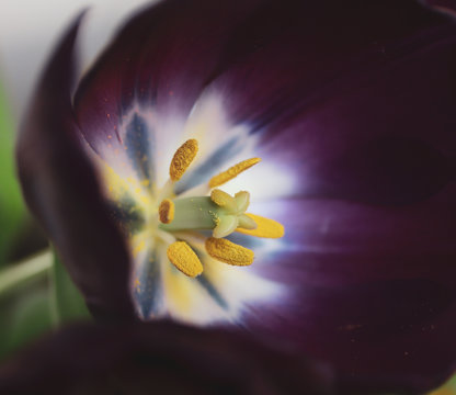 Close-up of a purple tulip - anther, pistel and stamen