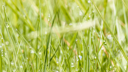 Fresh lush green grass on meadow with drops of water dew in morning light in spring summer outdoors close-up macro, panorama. Beautiful artistic image of purity and freshness of nature, copy space.