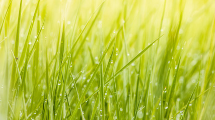 Fresh lush green grass on meadow with drops of water dew in morning light in spring summer outdoors close-up macro, panorama. Beautiful artistic image of purity and freshness of nature, copy space.