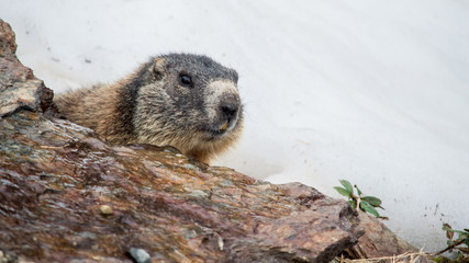 Marmotta sul passo Gavia