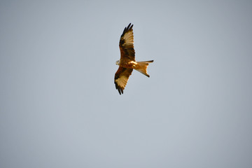 hawk in flight