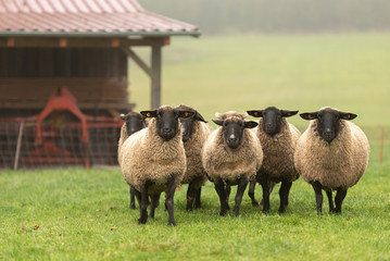 a cute group of sheep on a pasture stand next to each other and look into the camera