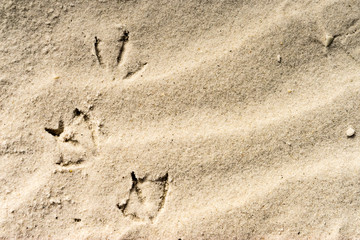  bird footprints in the sand