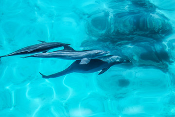 Fototapeta premium dolphine playing in ocean in egypt