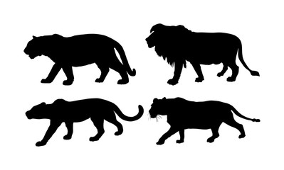 Big wild cat collection. Lion and lioness silhouette. Tiger vector silhouette illustration isolated on white background. Panther hunting. Leopard symbol. Wildlife predator. Cougar. Mountain lion.