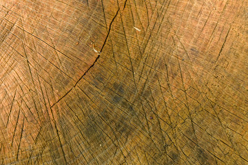 Natural wooden texture for the background. Cross section