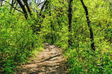 Dirt road in a forest on summer
