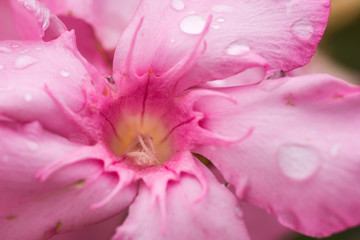 closeup of pink flower