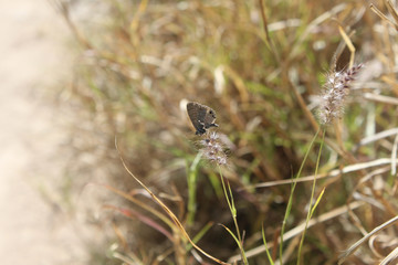 Desert Butterfly