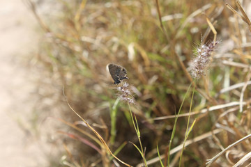 Desert Butterfly