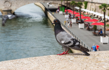 Pigeons sit on a bridge over the river Seine. Paris.