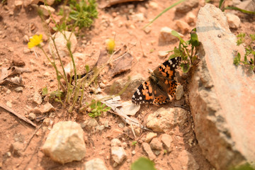 butterfly on the ground with open wings