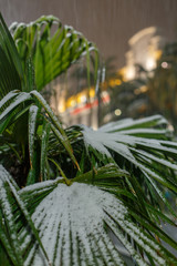 The snow on a palm tree in Nice