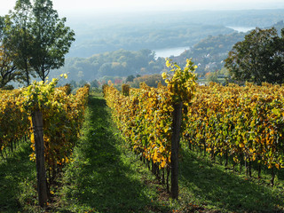 Fototapeta premium Autumn vineyard over the Danube River. Slovakia, October 17, 2019.