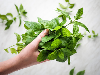 Woman's hand holding a bunch of fresh mint leaves.